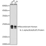 Western Blot - Anti-IL-1 alpha Antibody (A89441) - Antibodies.com
