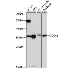 Western Blot - Anti-Borealin/CDCA8 Antibody (A89443) - Antibodies.com