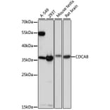 Western Blot - Anti-Borealin/CDCA8 Antibody (A89443) - Antibodies.com