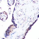 Immunohistochemistry - Anti-Rag A Antibody (A89445) - Antibodies.com
