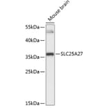 Western Blot - Anti-UCP4 Antibody (A89450) - Antibodies.com