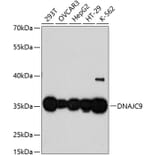 Western Blot - Anti-DNAJC9 Antibody (A89452) - Antibodies.com