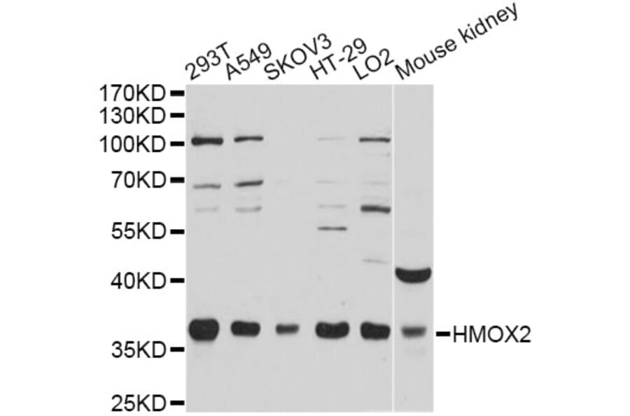 Western Blot - Anti-HMOX2 Antibody (A12713) - Antibodies.com