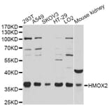Western Blot - Anti-HMOX2 Antibody (A12713) - Antibodies.com