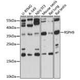 Western Blot - Anti-RSPH9 Antibody (A15972) - Antibodies.com