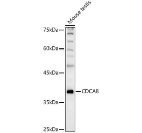 Western Blot - Anti-Borealin/CDCA8 Antibody (A89455) - Antibodies.com