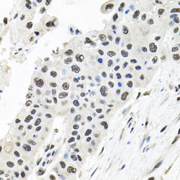 Immunohistochemistry - Anti-Borealin/CDCA8 Antibody (A89455) - Antibodies.com