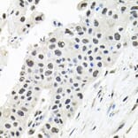 Immunohistochemistry - Anti-Borealin/CDCA8 Antibody (A89455) - Antibodies.com
