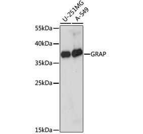 Western Blot - Anti-GRAP Antibody (A89456) - Antibodies.com
