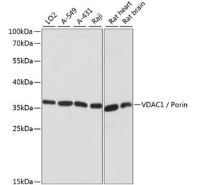 Western Blot - Anti-VDAC1/Porin Antibody (A89457) - Antibodies.com