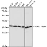 Western Blot - Anti-VDAC1/Porin Antibody (A89457) - Antibodies.com