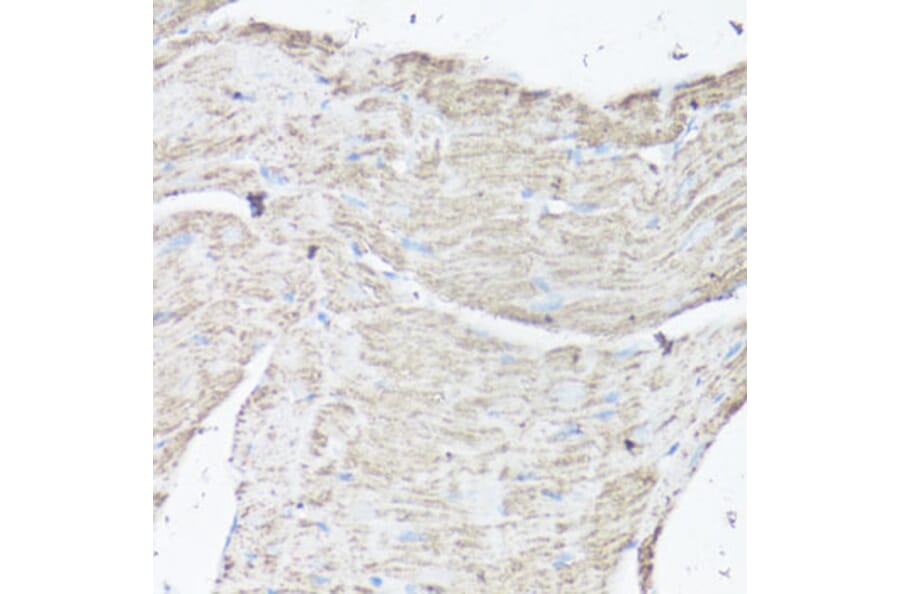 Immunohistochemistry - Anti-VDAC1/Porin Antibody (A89457) - Antibodies.com