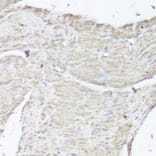 Immunohistochemistry - Anti-VDAC1/Porin Antibody (A89457) - Antibodies.com