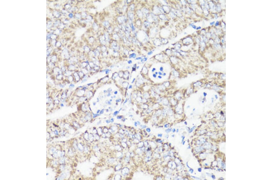 Immunohistochemistry - Anti-VDAC1/Porin Antibody (A89457) - Antibodies.com