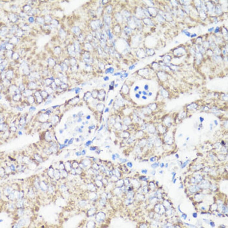 Immunohistochemistry - Anti-VDAC1/Porin Antibody (A89457) - Antibodies.com