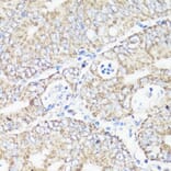Immunohistochemistry - Anti-VDAC1/Porin Antibody (A89457) - Antibodies.com