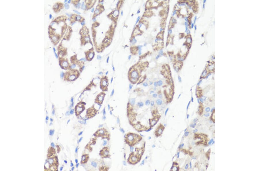 Immunohistochemistry - Anti-VDAC1/Porin Antibody (A89457) - Antibodies.com