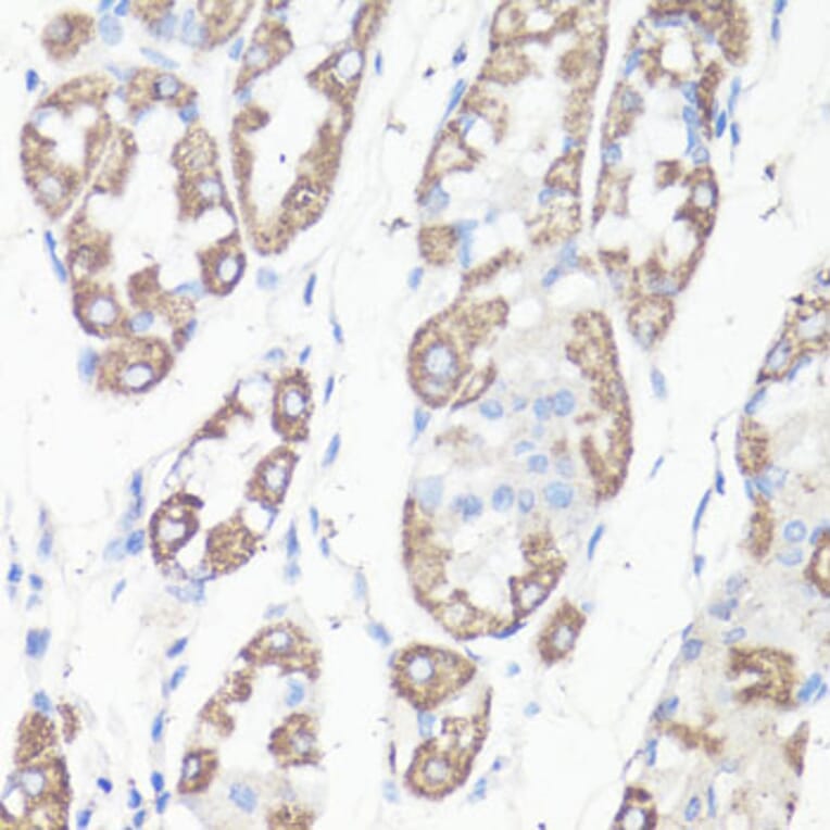 Immunohistochemistry - Anti-VDAC1/Porin Antibody (A89457) - Antibodies.com