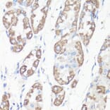 Immunohistochemistry - Anti-VDAC1/Porin Antibody (A89457) - Antibodies.com