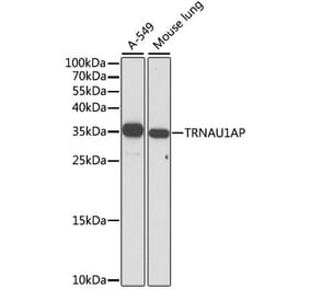 Western Blot - Anti-TRNAU1AP Antibody (A89458) - Antibodies.com