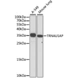 Western Blot - Anti-TRNAU1AP Antibody (A89458) - Antibodies.com