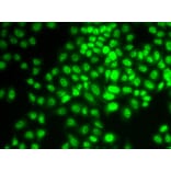 Immunofluorescence - Anti-Cyclin G Antibody (A89461) - Antibodies.com