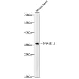Western Blot - Anti-Deoxyribonuclease I like 1 Antibody (A89463) - Antibodies.com