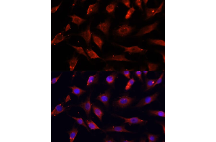 Immunofluorescence - Anti-Deoxyribonuclease I like 1 Antibody (A89463) - Antibodies.com