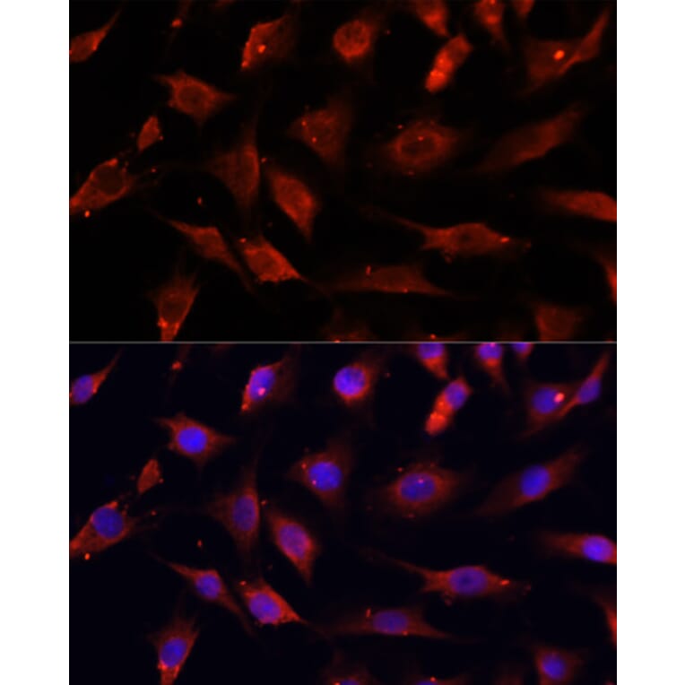 Immunofluorescence - Anti-Deoxyribonuclease I like 1 Antibody (A89463) - Antibodies.com