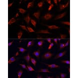 Immunofluorescence - Anti-Deoxyribonuclease I like 1 Antibody (A89463) - Antibodies.com