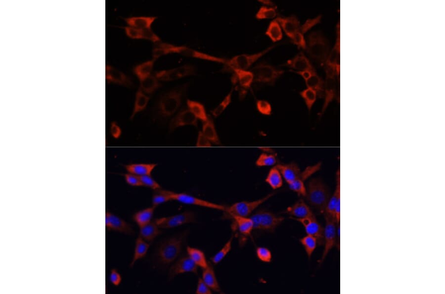 Immunofluorescence - Anti-Deoxyribonuclease I like 1 Antibody (A89463) - Antibodies.com