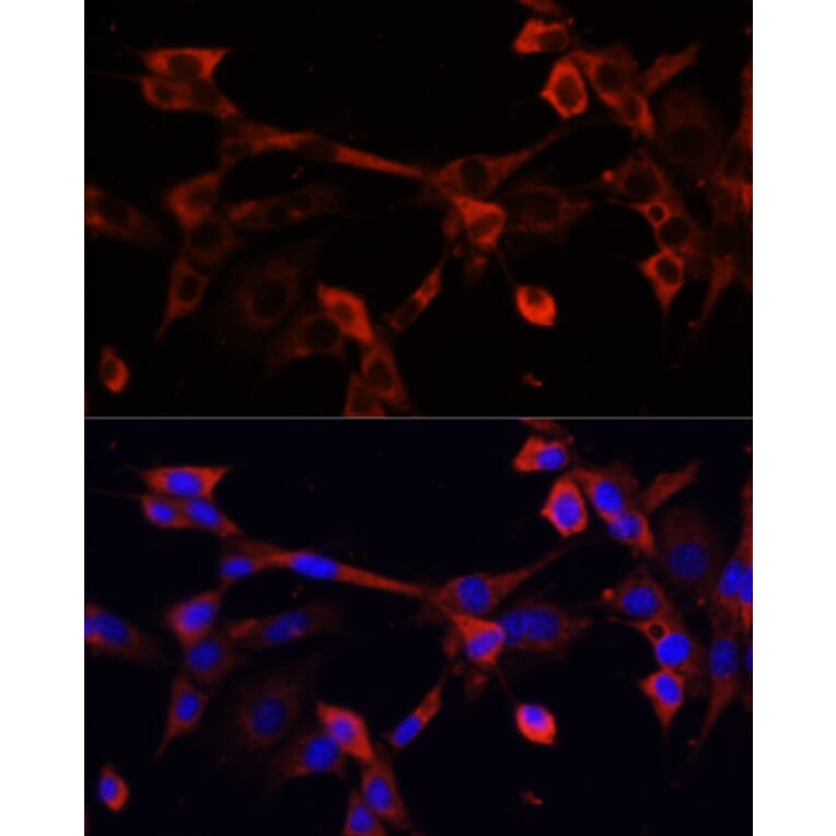 Immunofluorescence - Anti-Deoxyribonuclease I like 1 Antibody (A89463) - Antibodies.com