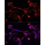 Immunofluorescence - Anti-Deoxyribonuclease I like 1 Antibody (A89463) - Antibodies.com