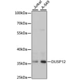 Western Blot - Anti-DUSP12 Antibody (A89464) - Antibodies.com