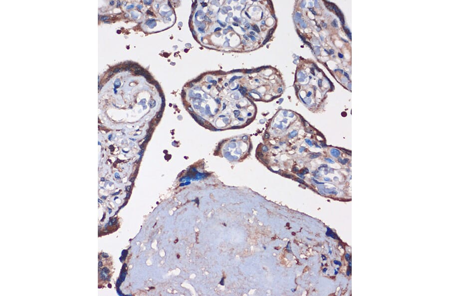 Immunohistochemistry - Anti-SKIC8 Antibody (A89465) - Antibodies.com
