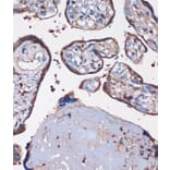 Immunohistochemistry - Anti-SKIC8 Antibody (A89465) - Antibodies.com