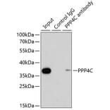 Western Blot - Anti-PP-X Antibody (A89466) - Antibodies.com