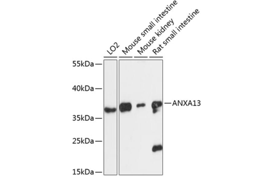 Western Blot - Anti-Annexin-13/ANXA13 Antibody (A89469) - Antibodies.com