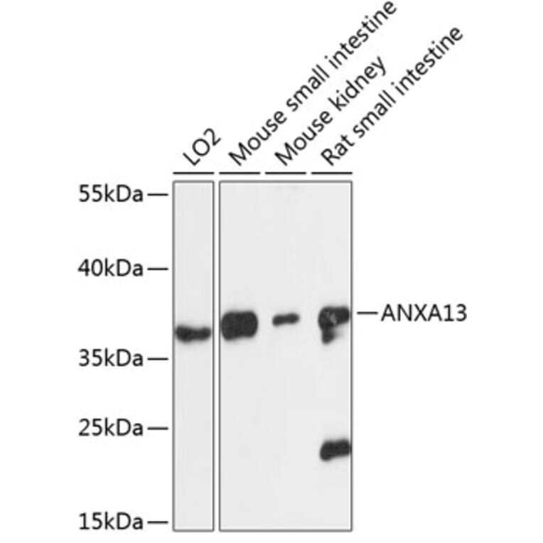 Western Blot - Anti-Annexin-13/ANXA13 Antibody (A89469) - Antibodies.com
