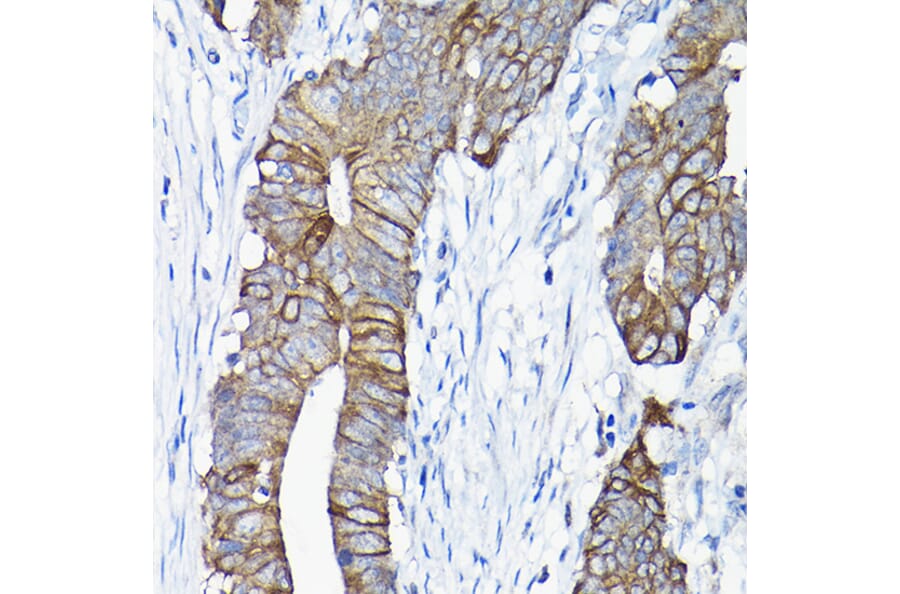 Immunohistochemistry - Anti-Annexin-13/ANXA13 Antibody (A89469) - Antibodies.com