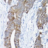 Immunohistochemistry - Anti-Annexin-13/ANXA13 Antibody (A89469) - Antibodies.com