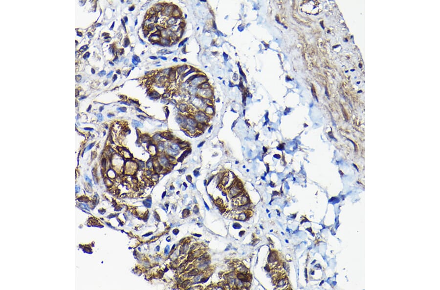 Immunohistochemistry - Anti-Annexin-13/ANXA13 Antibody (A89469) - Antibodies.com