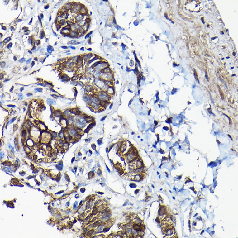 Immunohistochemistry - Anti-Annexin-13/ANXA13 Antibody (A89469) - Antibodies.com