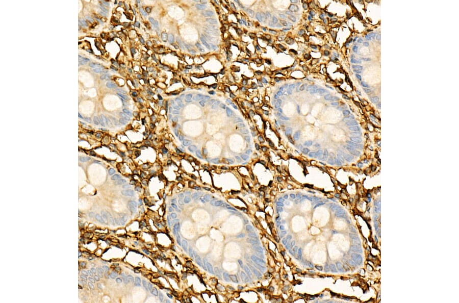 Immunohistochemistry - Anti-Annexin V/ANXA5 Antibody (A89471) - Antibodies.com