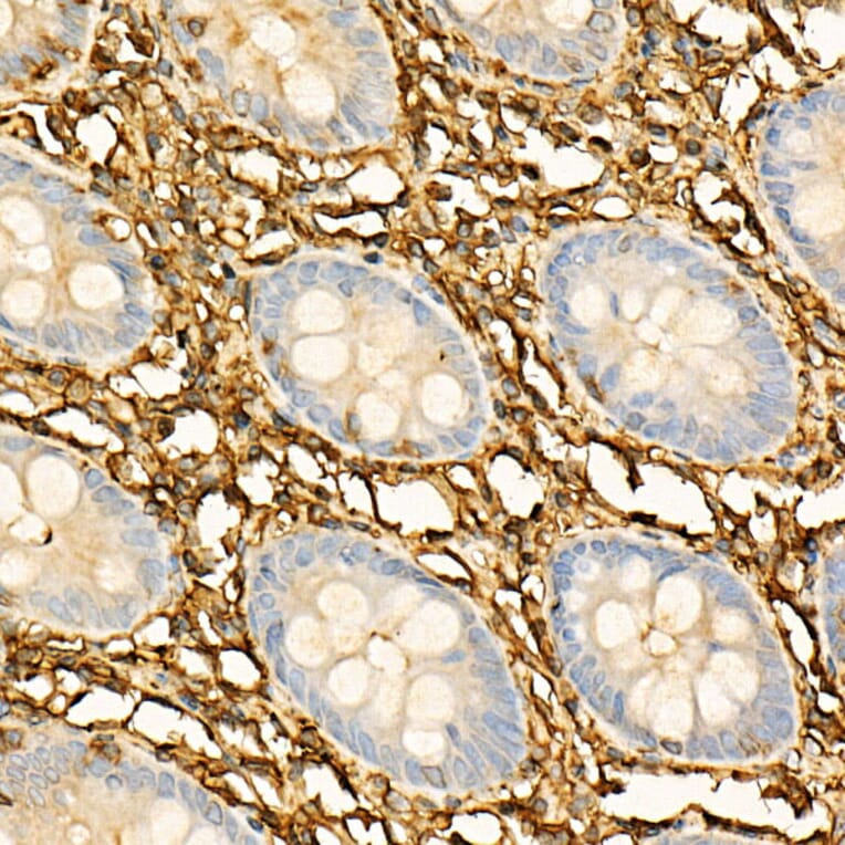 Immunohistochemistry - Anti-Annexin V/ANXA5 Antibody (A89471) - Antibodies.com