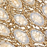 Immunohistochemistry - Anti-Annexin V/ANXA5 Antibody (A89471) - Antibodies.com