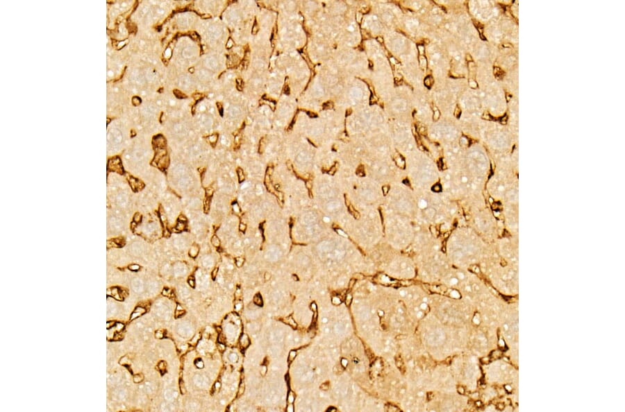 Immunohistochemistry - Anti-Annexin V/ANXA5 Antibody (A89471) - Antibodies.com