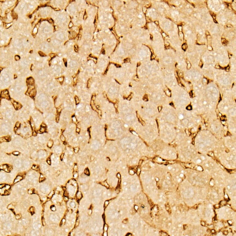 Immunohistochemistry - Anti-Annexin V/ANXA5 Antibody (A89471) - Antibodies.com