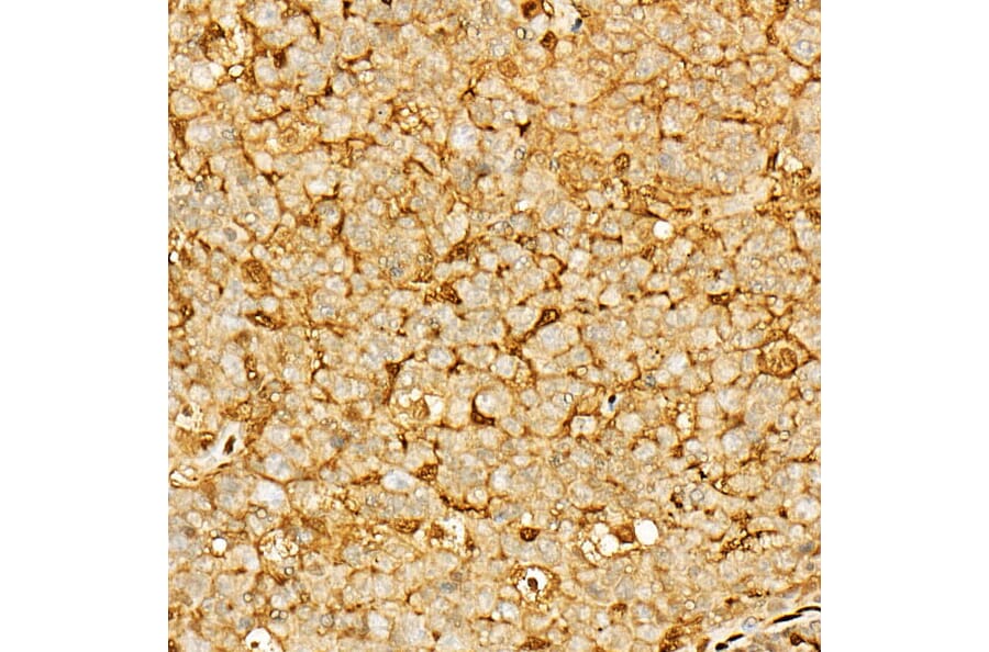 Immunohistochemistry - Anti-Annexin V/ANXA5 Antibody (A89471) - Antibodies.com