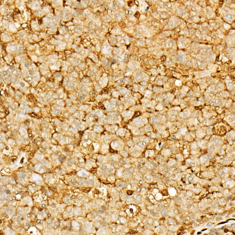 Immunohistochemistry - Anti-Annexin V/ANXA5 Antibody (A89471) - Antibodies.com
